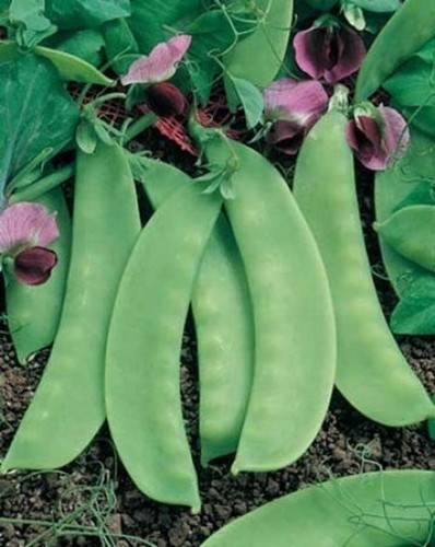 Pea mange touts - mange, carouby