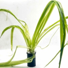 Blyxa aubertii – Live Aquarium Plant | RARE Background Grass-Like Bamboo Plant
