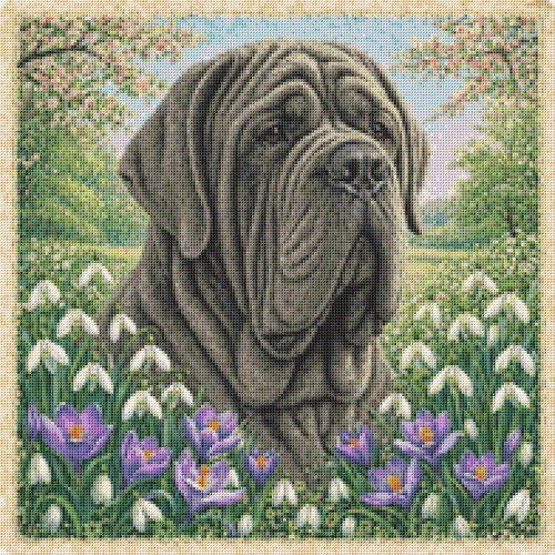 Neapolitan mastiff puppy - mastiff, dog