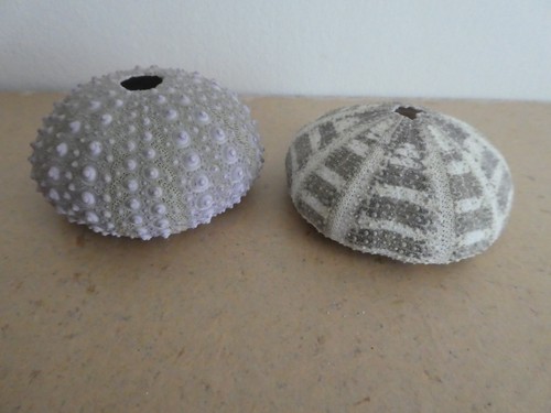 Sea urchin shells 2 - urchin,