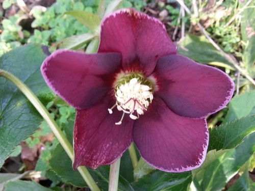 Helleborus hellebore - helleborus,