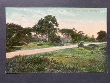 In Judhoe Wood, Spennymoor