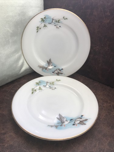 Jaj pyrex wildfowl - -, flying