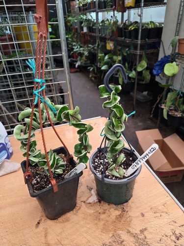Hoya compacta variegated - variegated,