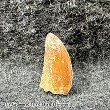 Genuine raptor dinosaur tooth