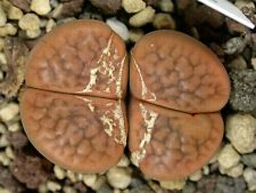 Seeds lithops hookeri v - lithops,