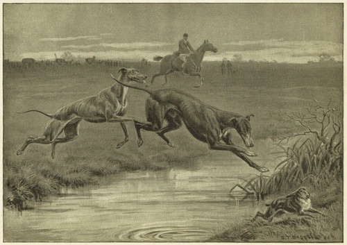 Altcar hare coursing stephen - altcar,