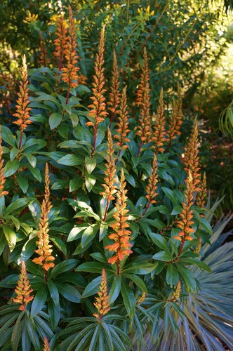 Digitalis canariensis canary - digitalis,