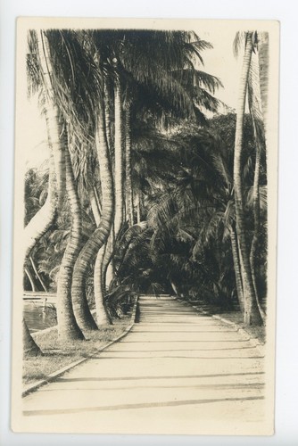 Palm beach antique photo - palm,