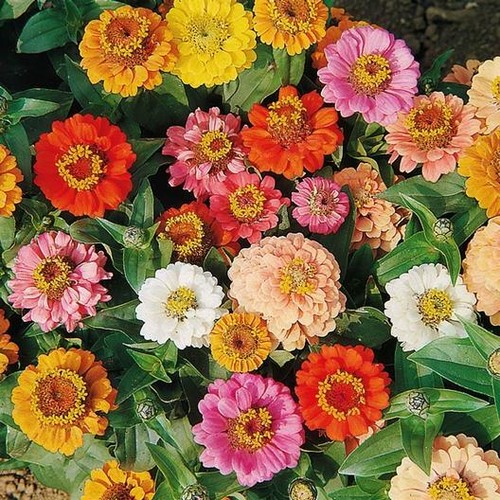 Zinnia thumbelina mixed - thumbelina,