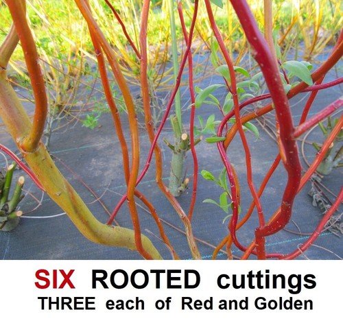 Willow tree rooted - tree,
