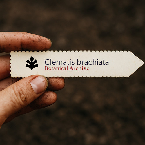 Clematis brachiata 1000 - clematis,