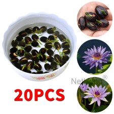 20Pcs Lotus Seeds Lily Hybrid