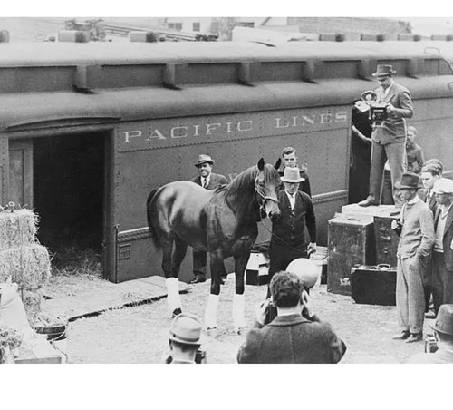Race horse seabiscuit - horse, &