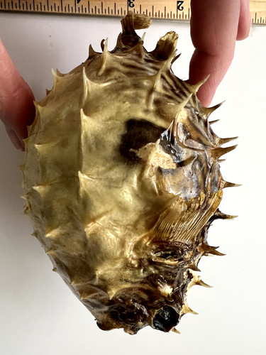 Real dried puffer fish - dried, /