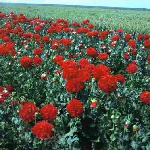 Papaver poppy paeony - papaver,
