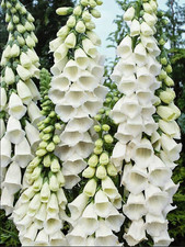 Foxglove White Digitalis Alba