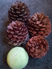 Extra Large Pine Cones x 4