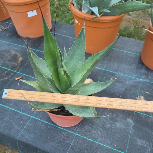 Agave gentryi blue - blue, green.