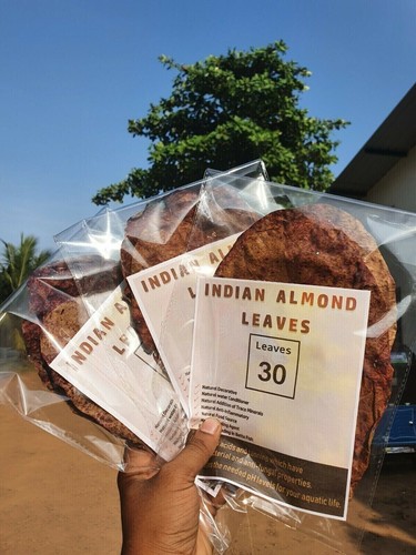 30pcs indian almond catappa - almond,