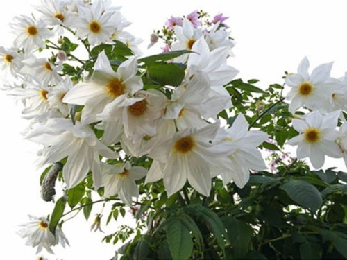 Dahlia imperialis alba - -, 20