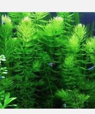 Hornwort Pond weed  & Aquarium Oxygenating Fish Tank Live Water Plant Weed