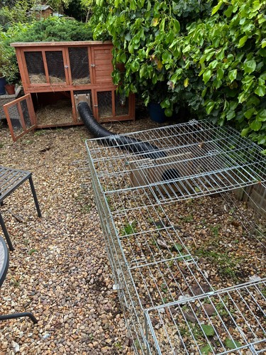 Extra large rabbit - , with