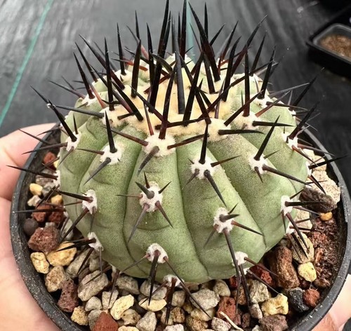 Sale rare plant - sale,