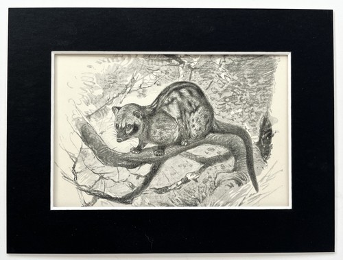 Palm civet mounted - civet,