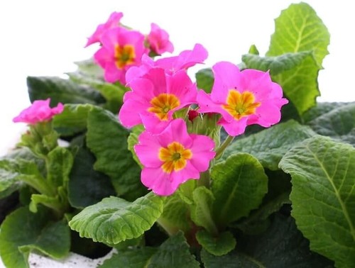 Polyanthus rose boxed bedding - polyanthus,