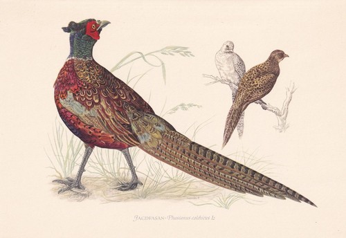 1954 pheasant bird - pheasant,