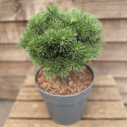 Pinus mugo mops - mugo,