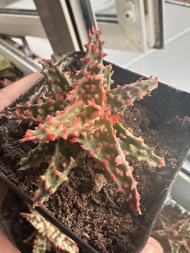 Aloe hybrid plant - hybrid,
