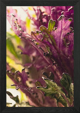 Ornamental cabbage 3 Framed