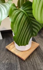 Wooden plant stand. Indoor