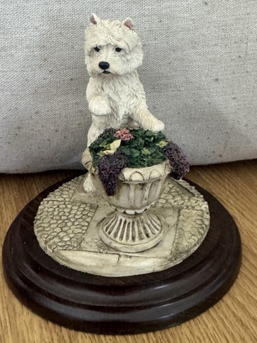 Westie dog west - westie,