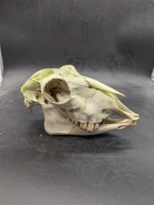 British Hill Sheep Skull