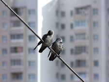 Micro Four Thirds Fit 135mm F2.8 Telephoto Lens For Panasonic Lumix & Olympus