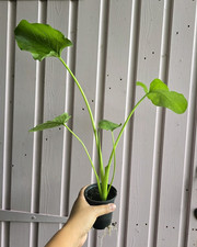 RARE Zantedeschia Hercules/ White Giant Calla Lily / LARGE plant in 9/10.5cm pot