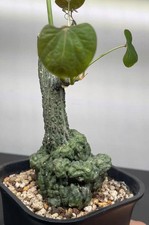8cm Rare  Adenia stylosa Random Boutique