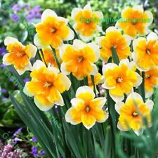 IN STOCK. 25KG ORANGERY SPLIT-CORONA (BUTTERFLY) DAFFODIL BULBS GARDEN PERENNIAL