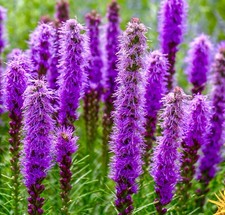 Gayfeather Pink Lavender -