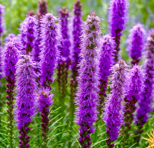 Gayfeather pink lavender - lavender,
