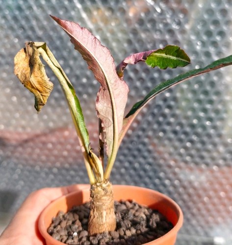 Euphorbia labatii beautiful - labatii,