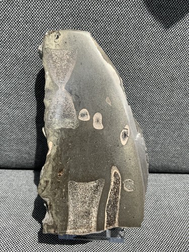 Polished ichthyosaur vertebrae - polished,