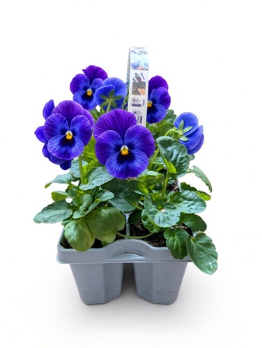 Purple pansy plants - x,