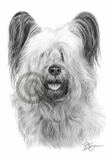 SKYE TERRIER dog pencil