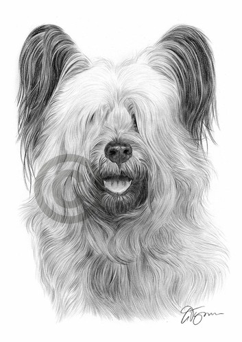 Skye terrier dog - dog, pencil