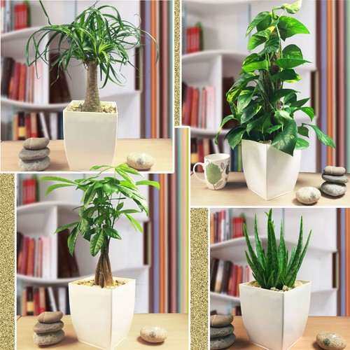 Indoor house plant - 1, @