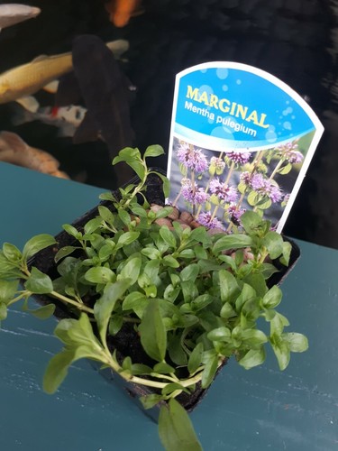 Pennyroyal mint mentha - x,